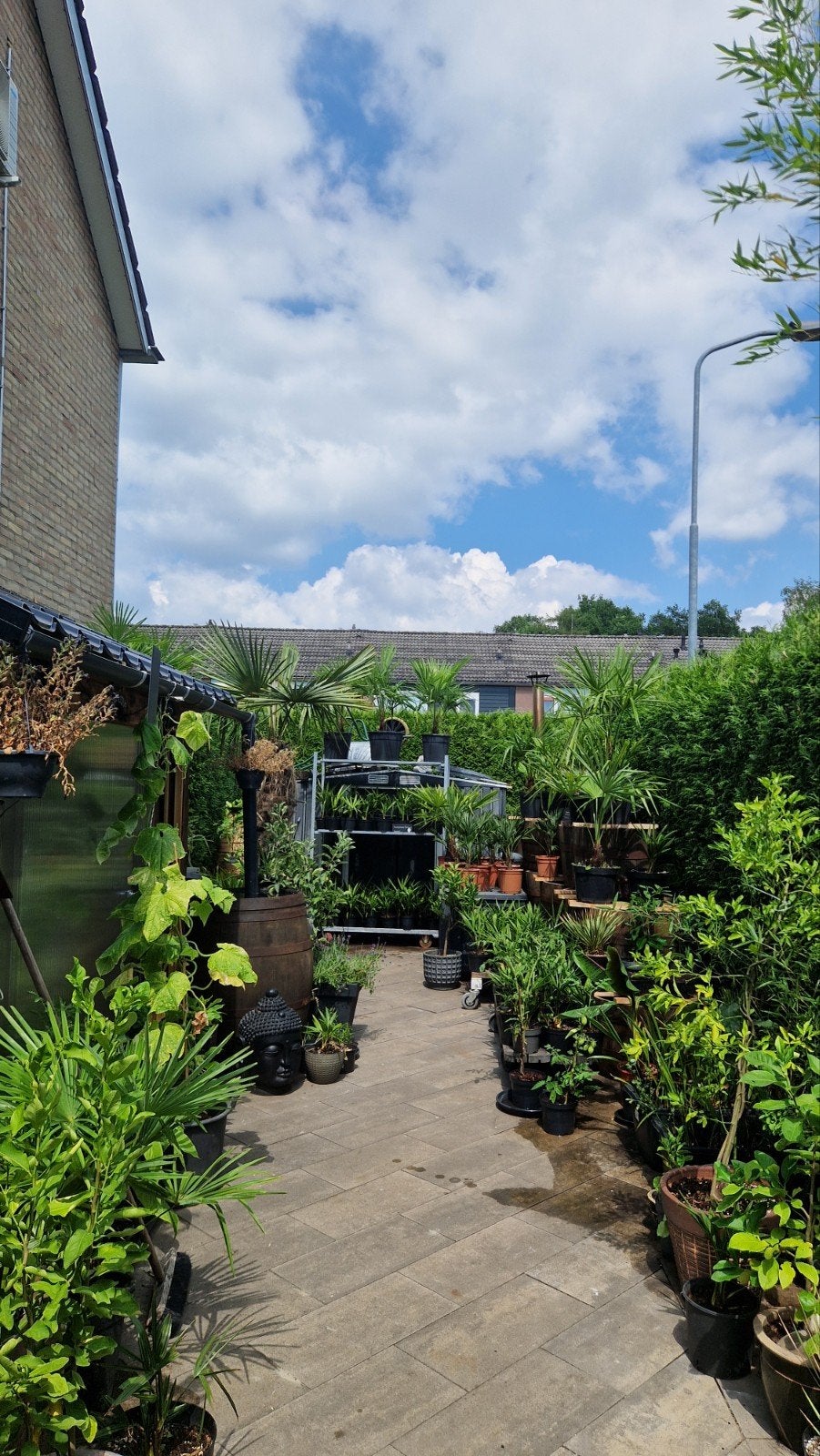 Diverse Mediterrane Planten: Citrus, Yucca, Palmbomen, Ophalen, Overige soorten, Volle zon