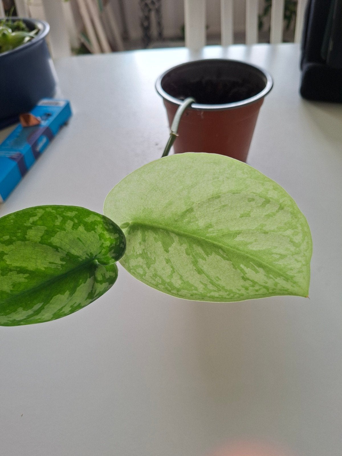 Scindapsus pictus - Zilverrank (stekje), Ophalen, Halfschaduw, 100 tot 150 cm