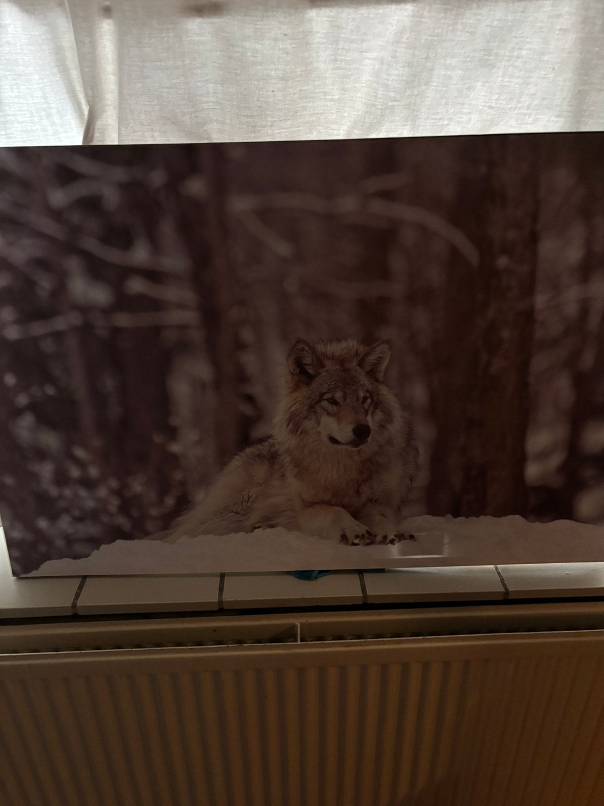 Canvas doek wolf 90#60 gratis, Ophalen, Zo goed als nieuw, Schilderij, 75 cm of meer