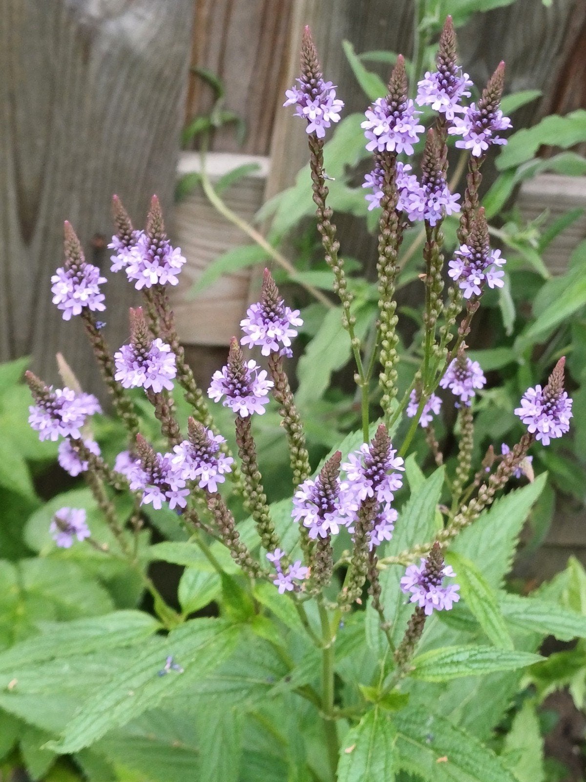 Verbena Hastata, Ophalen of Verzenden, Najaar, Volle zon, Zaad