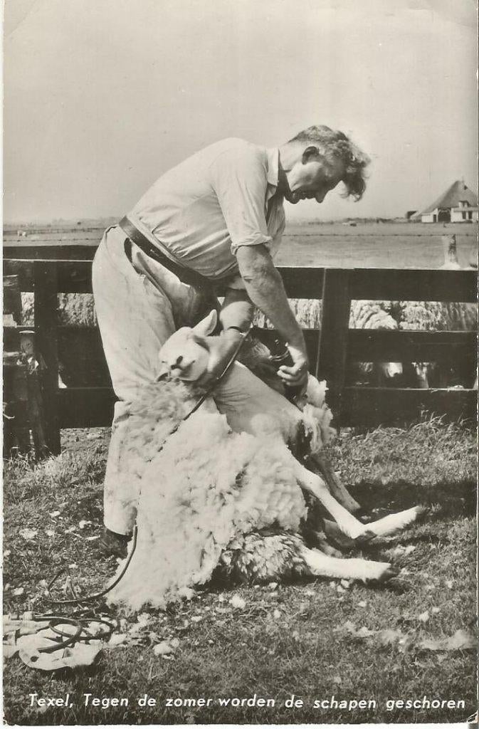 Texel een schapenscheerder in actie 1964, Verzenden, 1960 tot 1980, Gelopen, Waddeneilanden