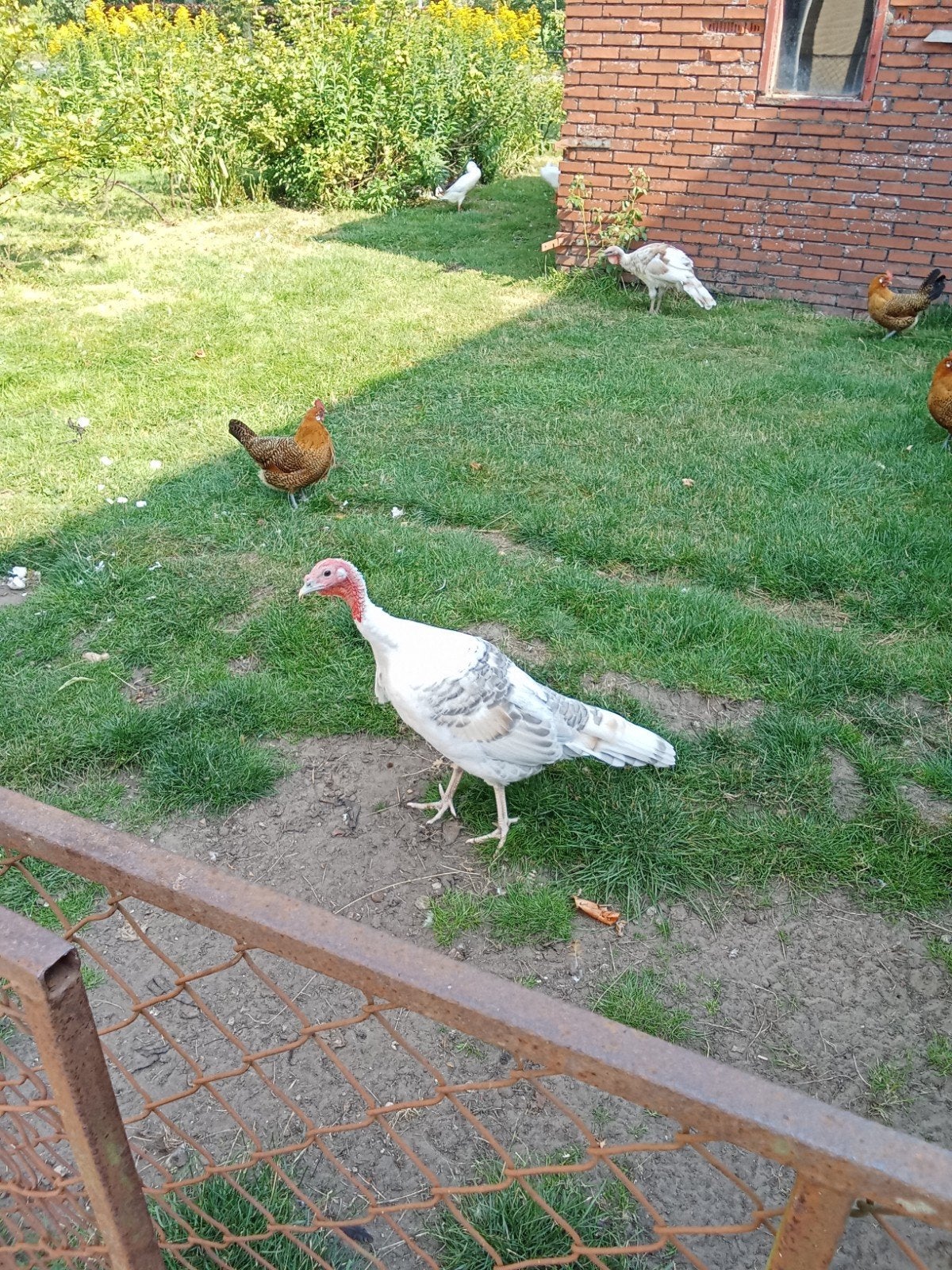 Jonge kalkoen hen, Vrouwelijk, Kalkoen