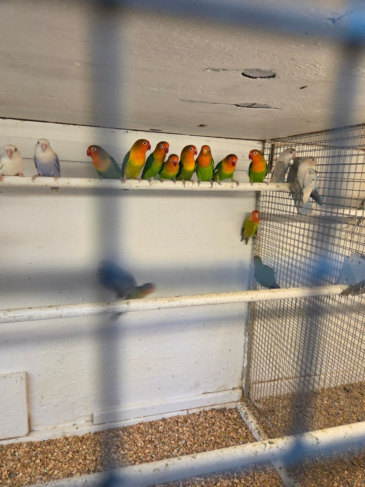 diverse agapornissen, Meerdere dieren, Dwergpapegaai of Agapornis