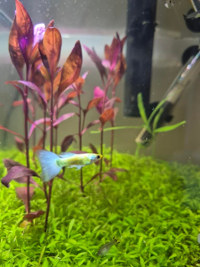 Guppy guppies, Dieren en Toebehoren, Vis