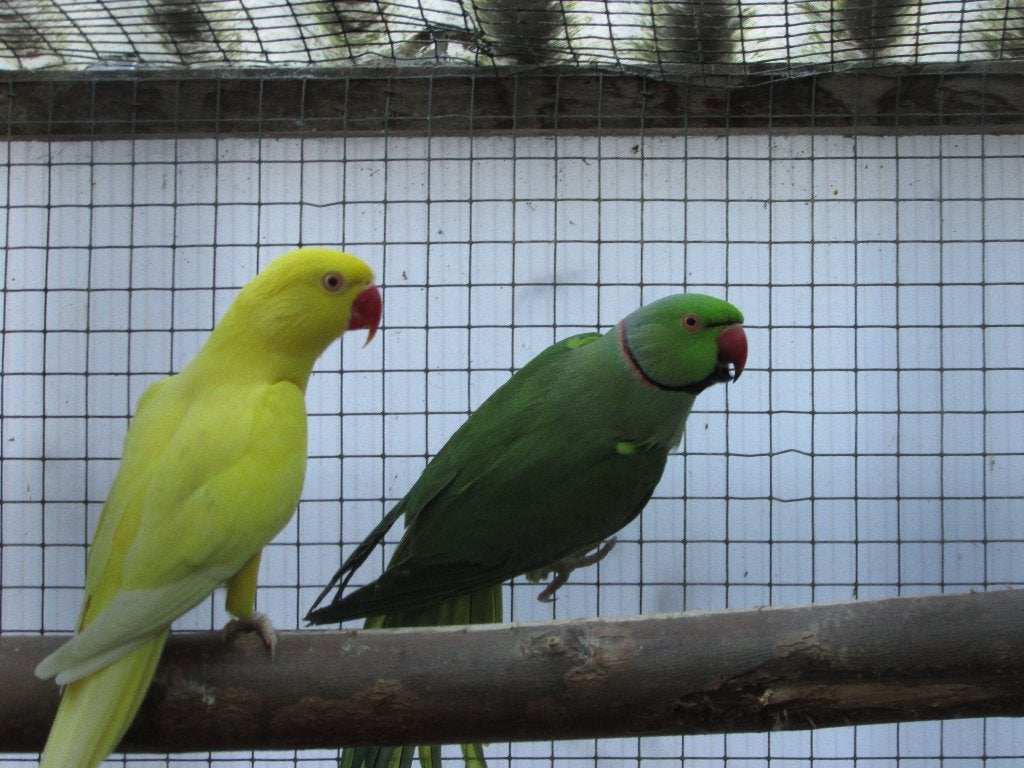 div+gervr, Meerdere dieren, Papegaai, Geringd