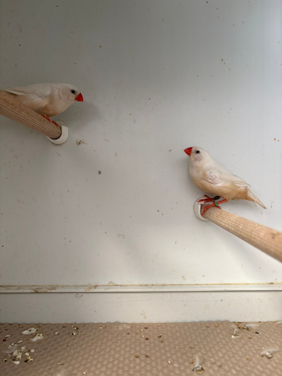 Isabel bruin zebravinken poppen, Dieren en Toebehoren, Vogels | Overige Vogels, Vrouwelijk