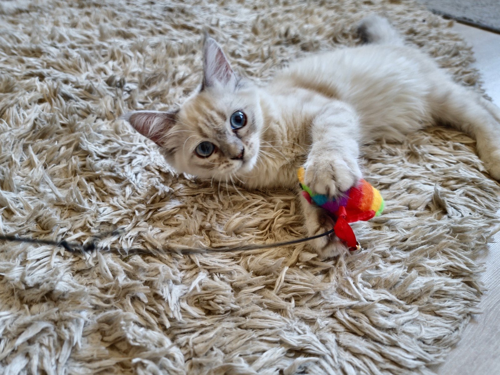 Ragdoll Kitten Kruising Blue Lynx Point , Blauwe Ogen, Poes, Ontwormd, 0 tot 2 jaar