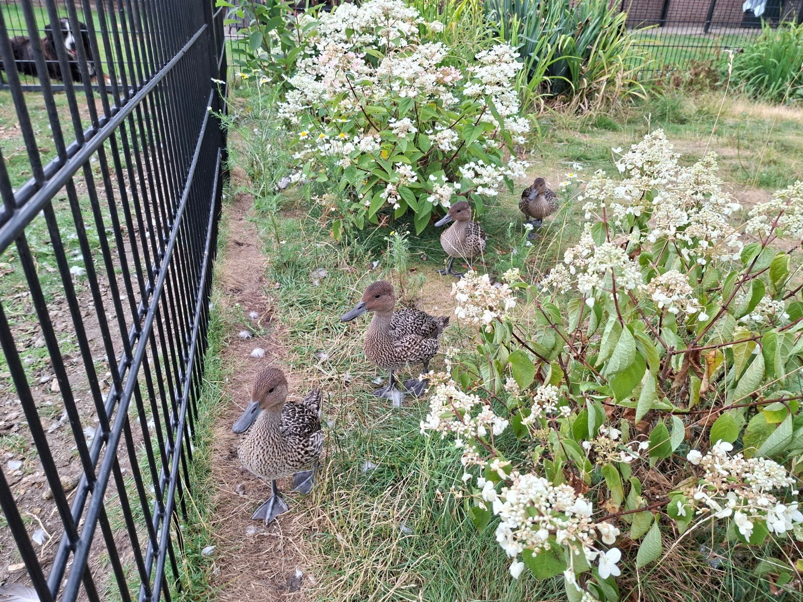 6 Europese pijlstaart, Dieren en Toebehoren, Meerdere dieren, Eend