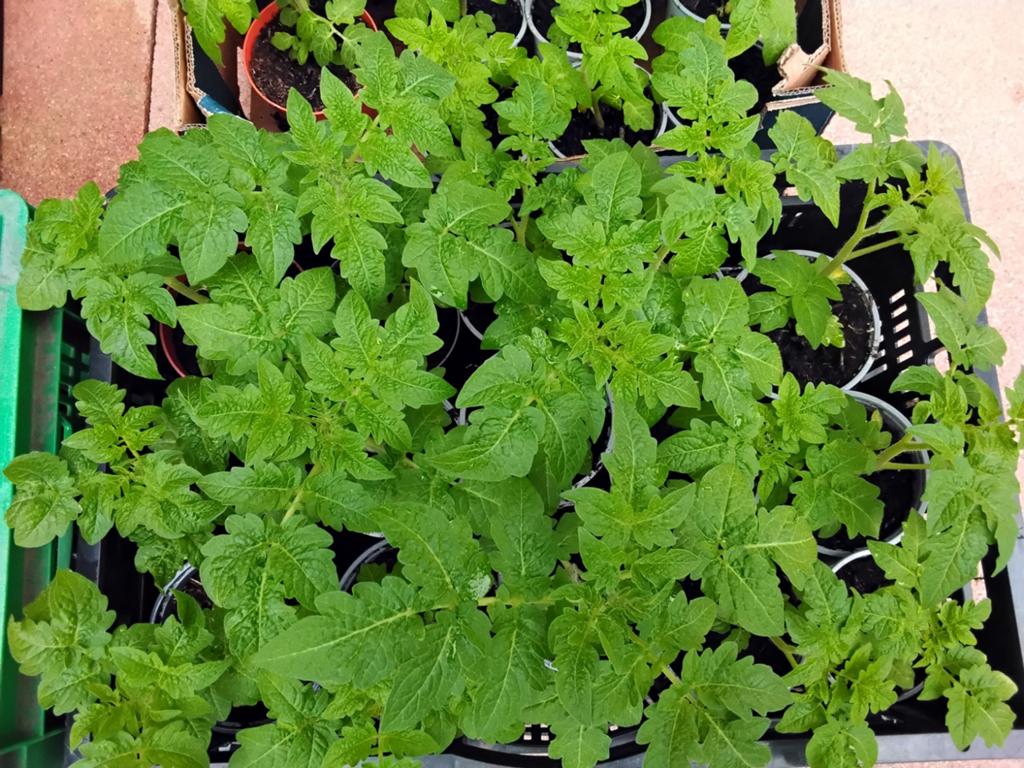 Biologische cherryTomatenplantjes - Diverse Soorten, Ophalen of Verzenden