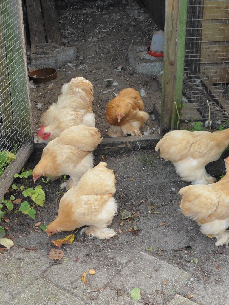 Broedeieren Cochin krielkip, Dieren en Toebehoren, Pluimvee, Geslacht onbekend, Kip