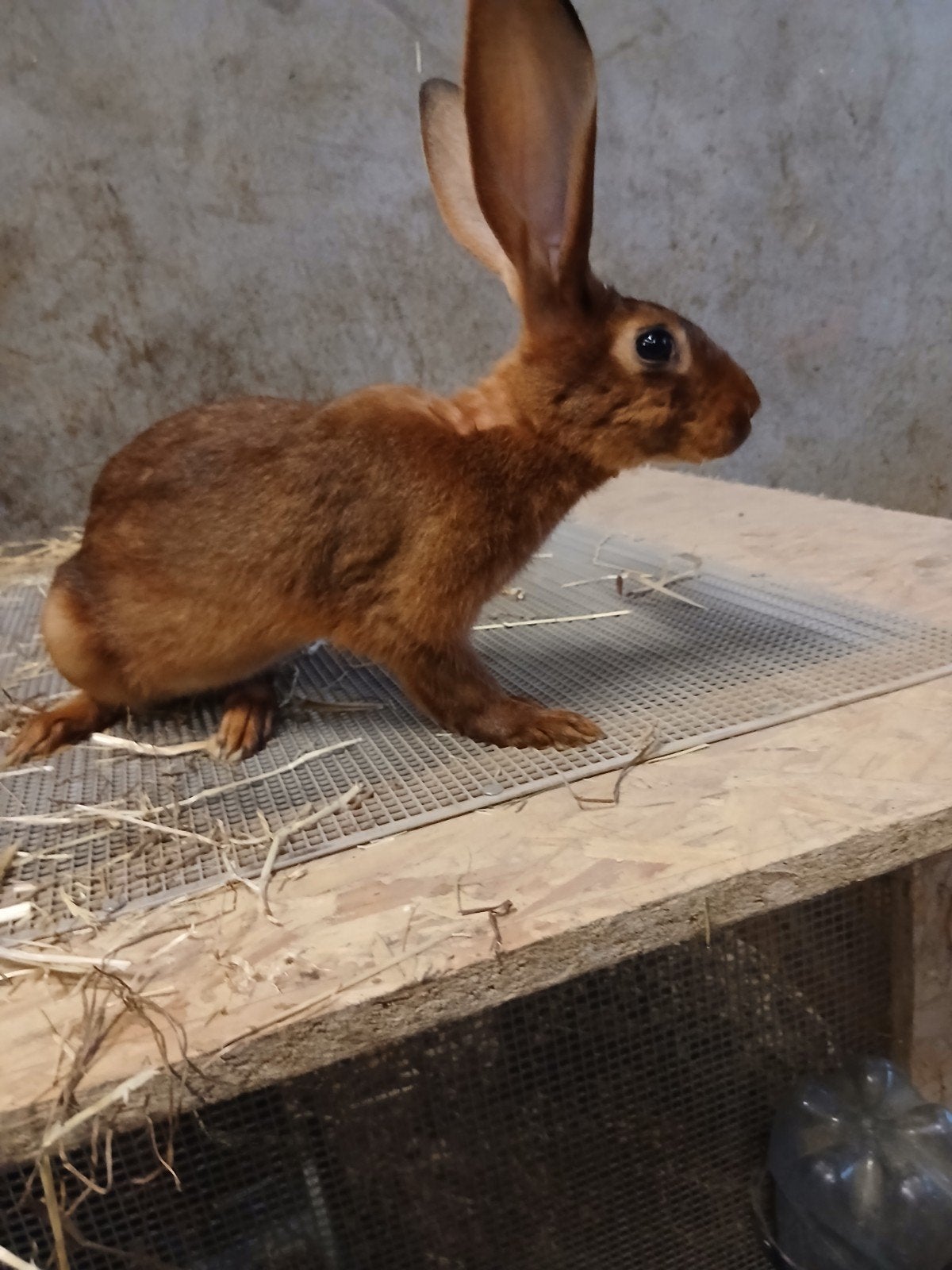 Belgische hazen te koop, Dieren en Toebehoren, Meerdere dieren, Groot, 0 tot 2 jaar