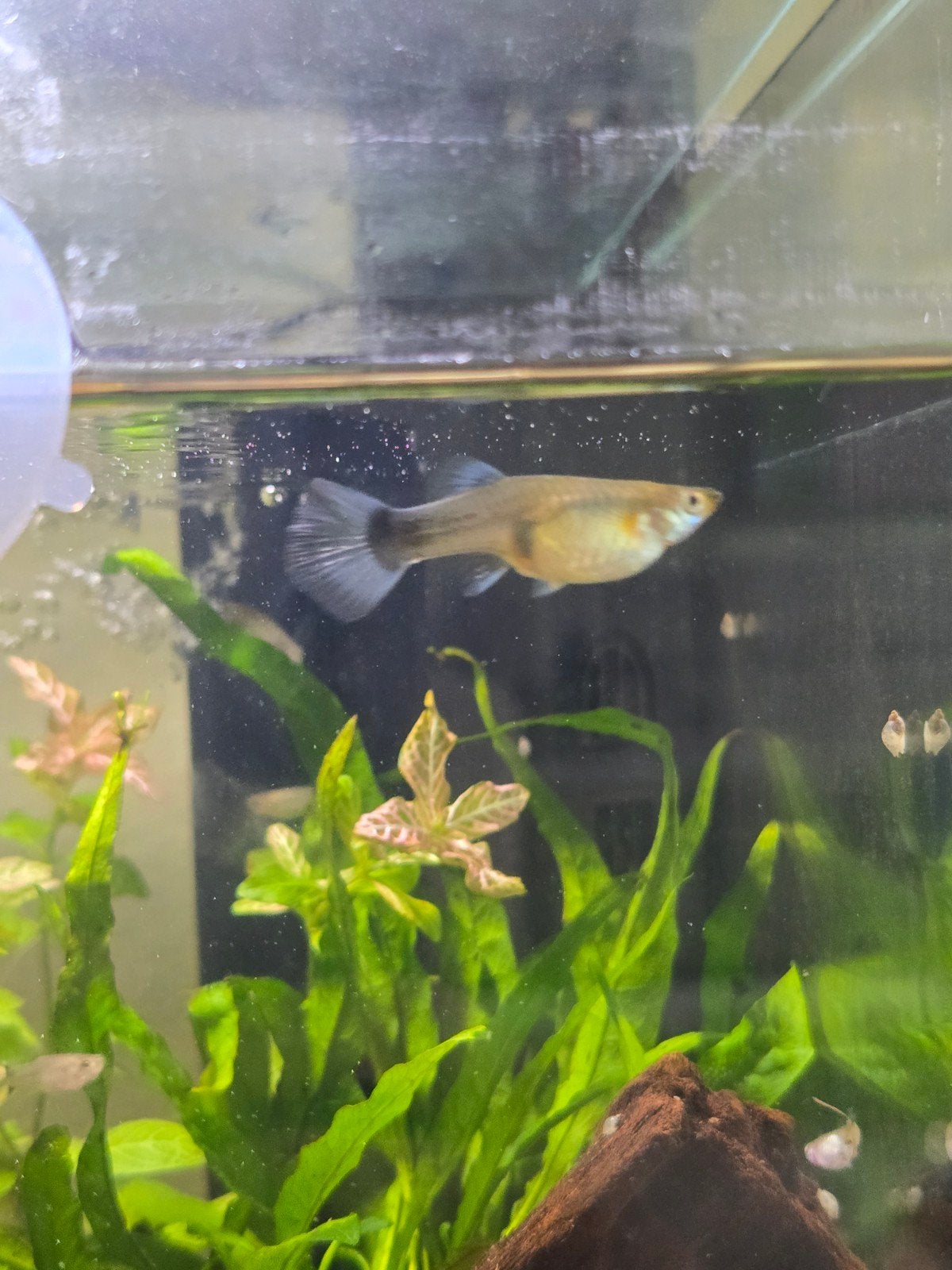damesguppen en baby guppen., Dieren en Toebehoren, Vis, Zoetwatervis