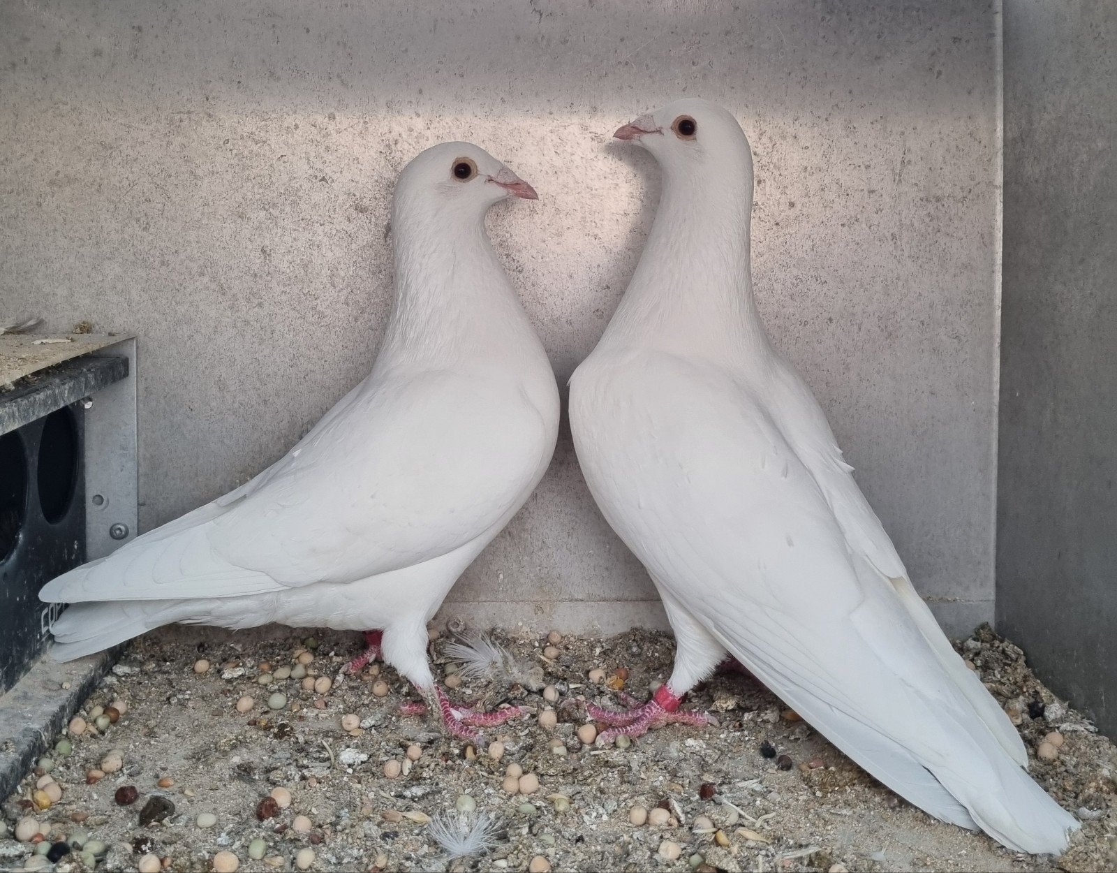 koppel witte postduiven, Dieren en Toebehoren, Meerdere dieren, Postduif