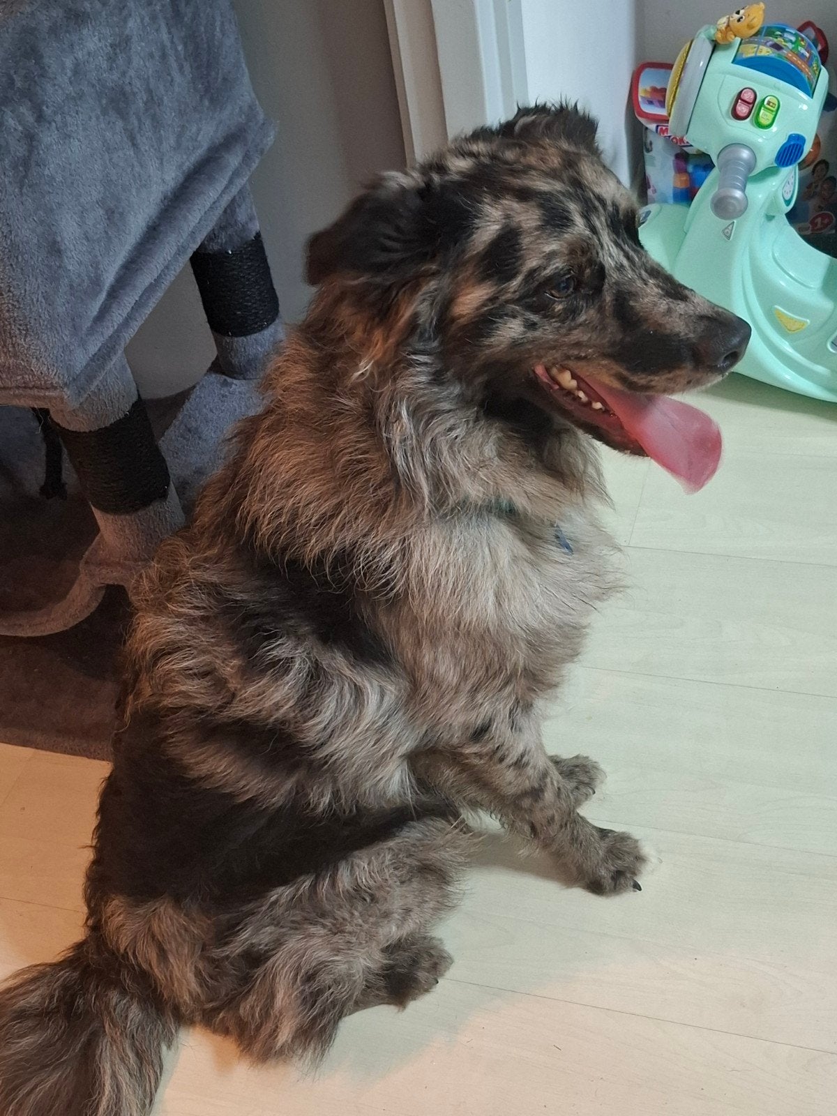 Mooie australian shepherd kruising, Dieren en Toebehoren, Honden | Herdershonden en Veedrijvers, Reu, 1 tot 2 jaar, Parvo, Eén hond