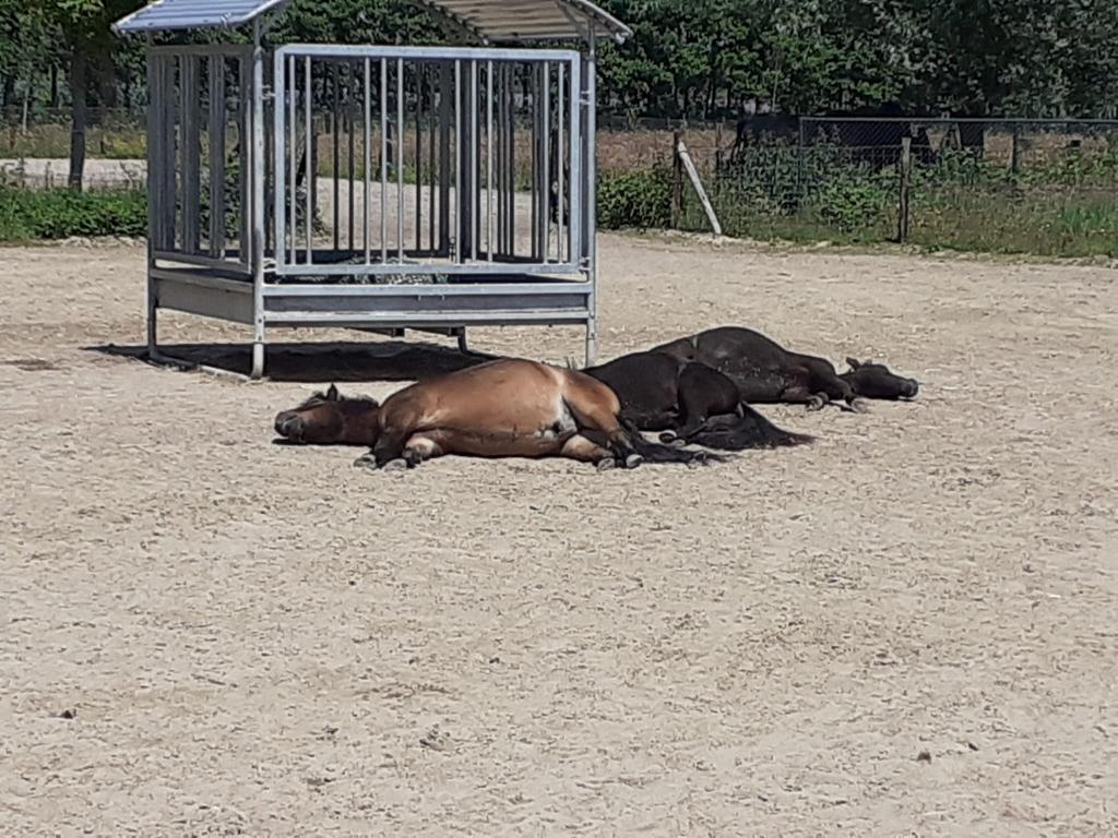 plek vrij op stalling/paddockparadise/ruin/hengst, Weidegang, 1 paard of pony
