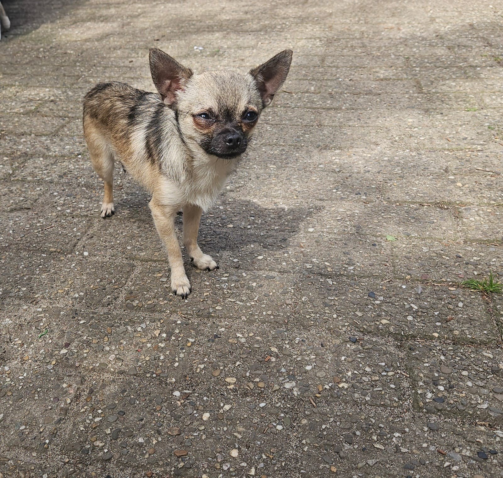 Mooi Chihuahua reutje, Reu, 1 tot 2 jaar, Eén hond, Chihuahua
