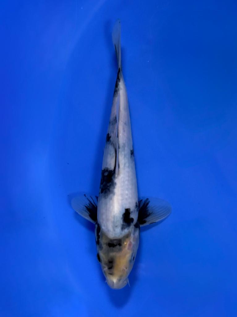 Shiro Utsuri Kawakami | Young Nisai 25–30 cm | Japanse Koi, Karper of Koi