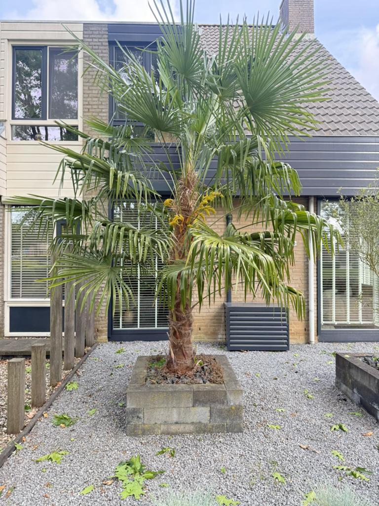 Chinese waaierpalm, Ophalen, Vaste plant, Overige soorten, Volle zon