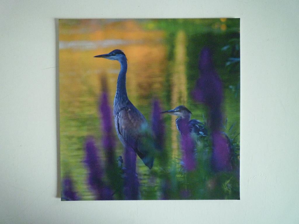 Reigers vogels aan het water, Ophalen of Verzenden, Voor 1920, Vogel