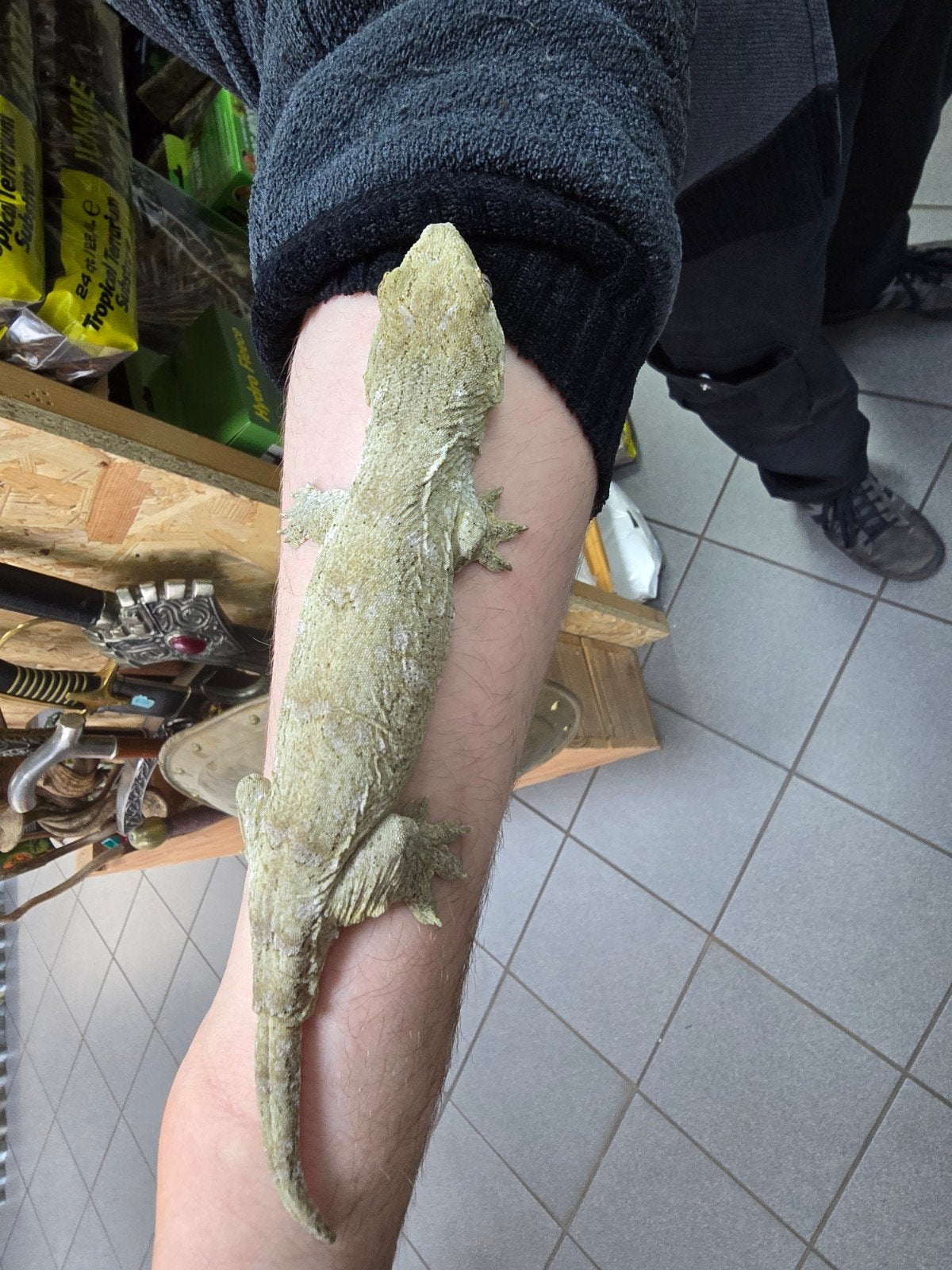Mooie jonge rhacodactylus leachianus 2025, Dieren en Toebehoren, Reptielen en Amfibieën, Hagedis, 0 tot 2 jaar