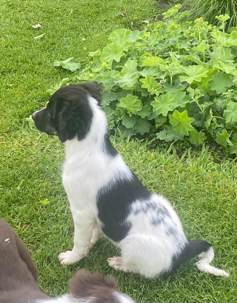 Vrolijke en speelse BORDER COLLIE x FRIESE STABIJ pups, Parvo, Nederland, 8 tot 15 weken, Meerdere