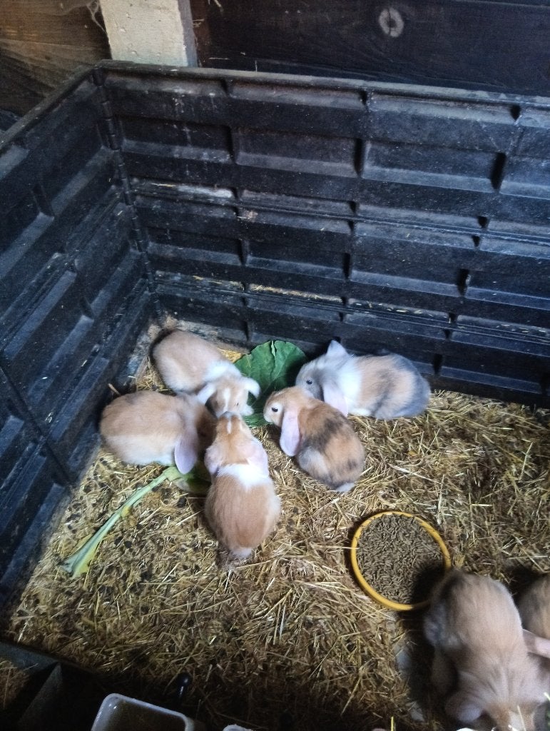Dwerg hangoor, Dieren en Toebehoren, Konijnen, Meerdere dieren, Dwerg, Hangoor, 0 tot 2 jaar