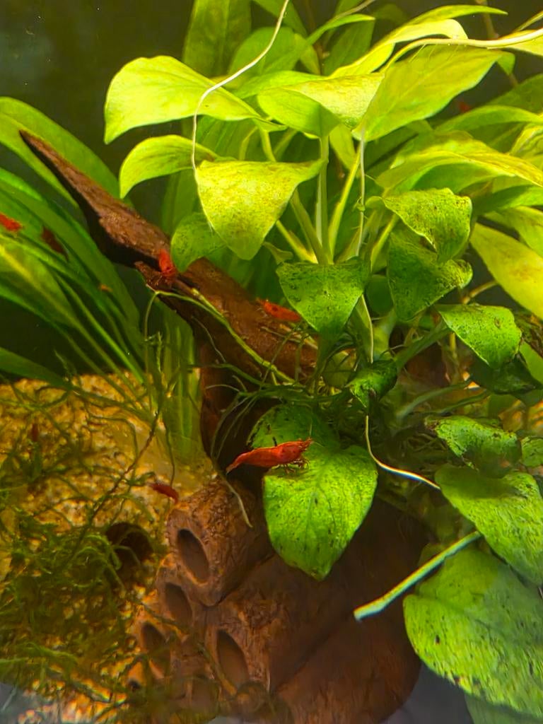 Bloody mary garnalen, Kreeft, Krab of Garnaal