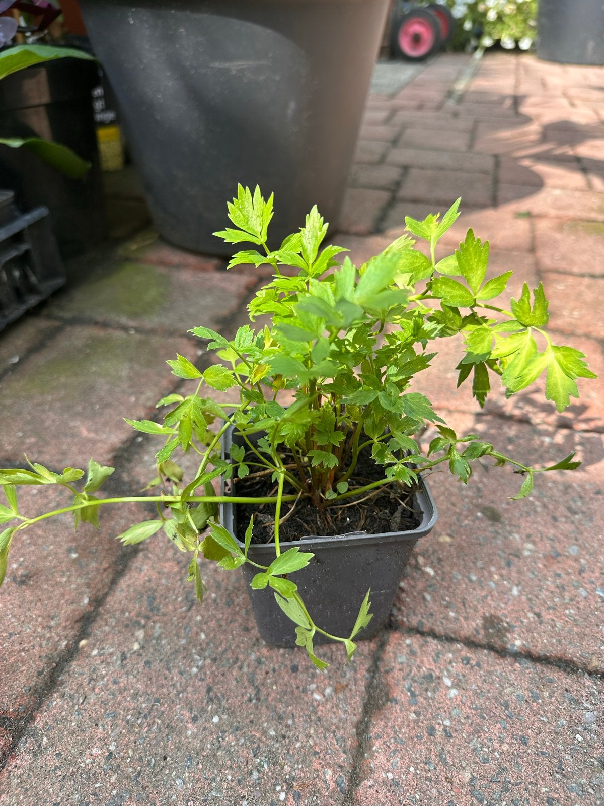 Verse Maggi planten (Lavas) - Ideaal voor uw keuken!, Ophalen, Volle zon, Eenjarig, Kruiden