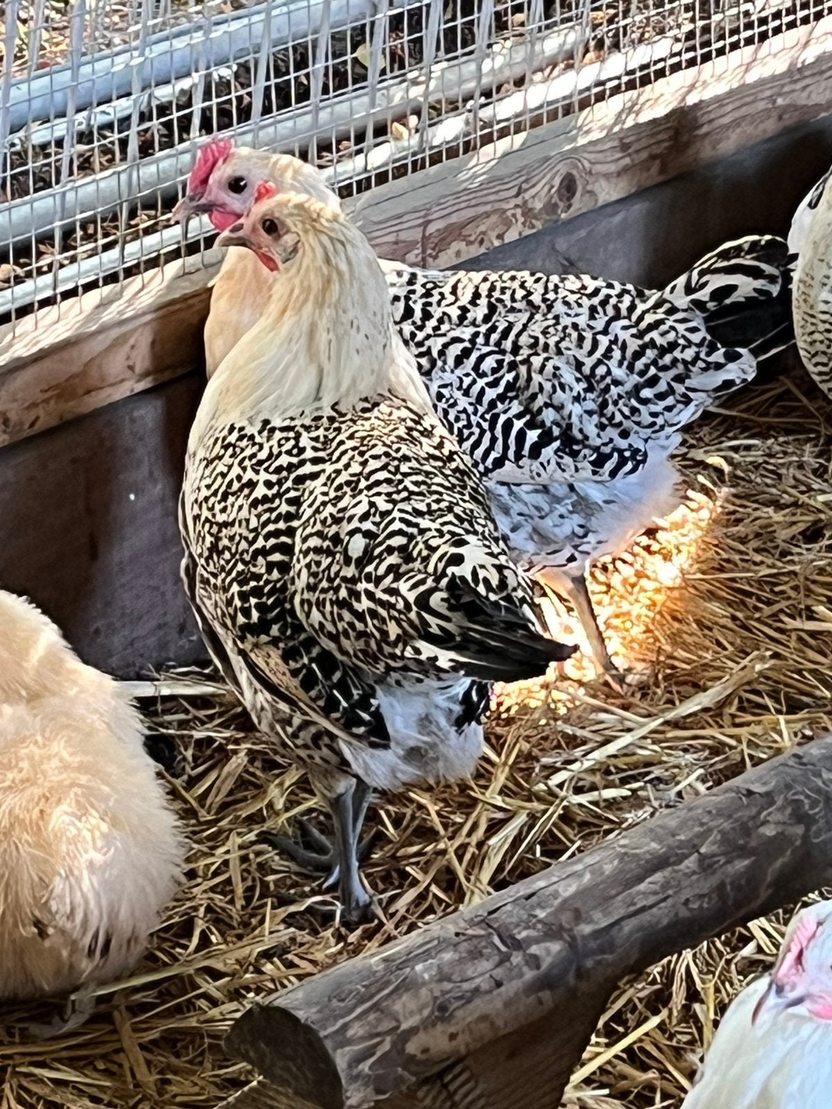 Groninger meeuw groot, Dieren en Toebehoren, Meerdere dieren, Kip