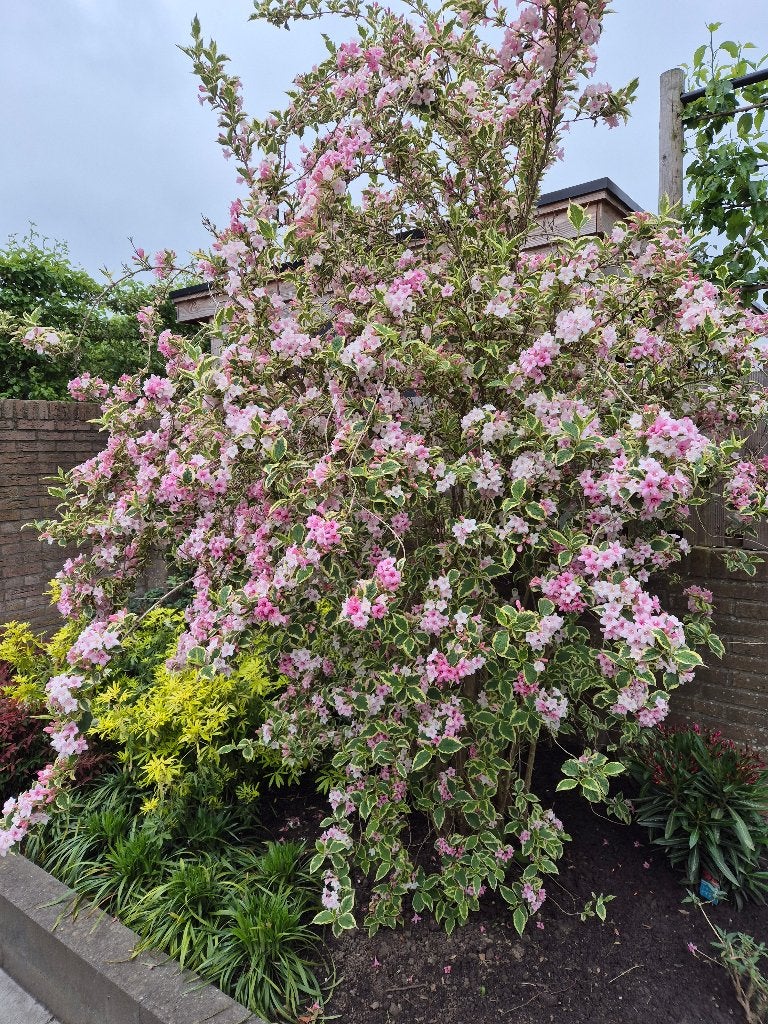 Mooie gesnoeide struik, Tuin en Terras, Planten | Struiken en Hagen, Ophalen, Overige soorten, Struik, 100 tot 250 cm