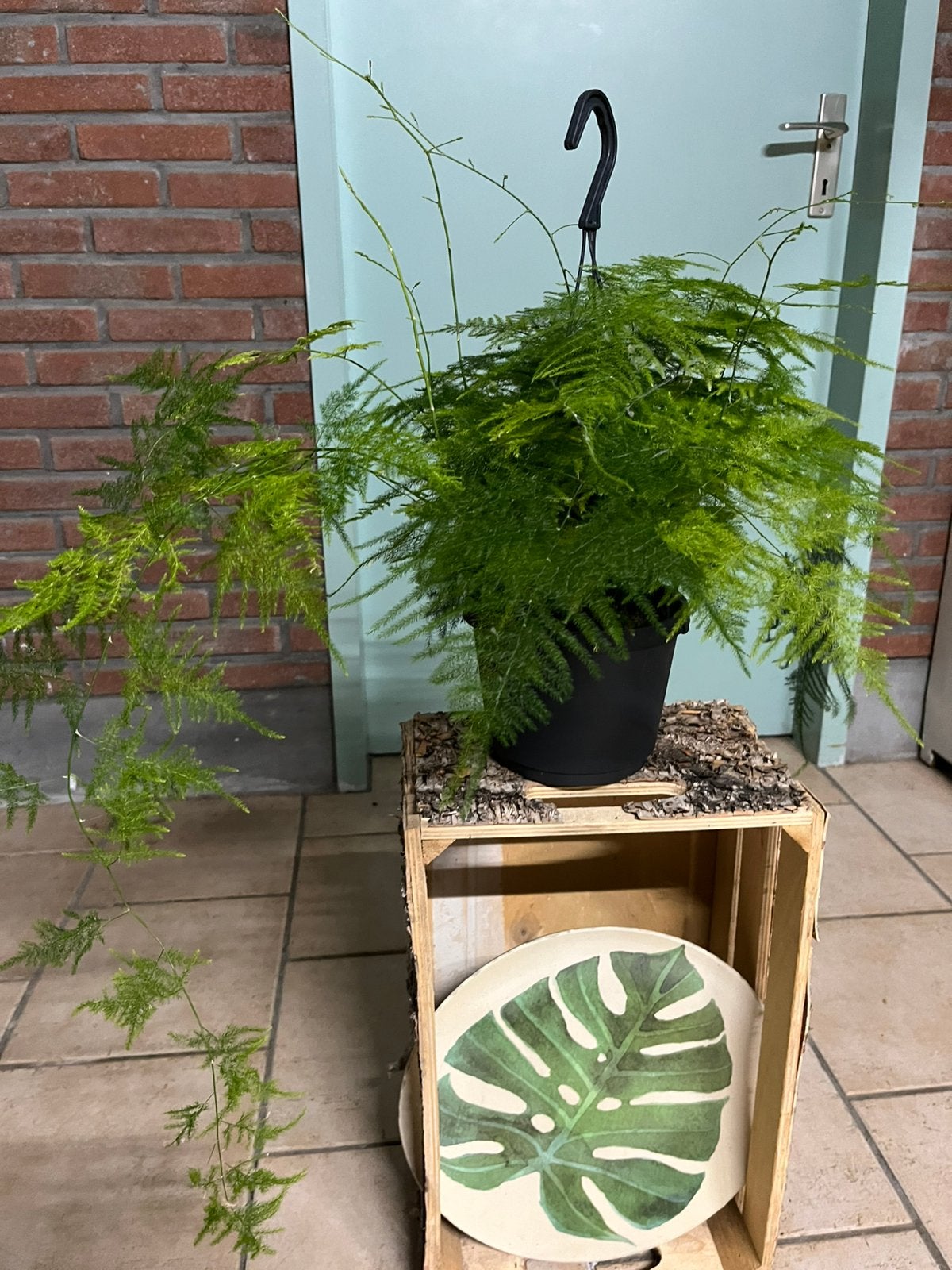 Asparagus Setaceus, Huis en Inrichting, Kamerplanten, Minder dan 100 cm, Halfschaduw, Ophalen of Verzenden