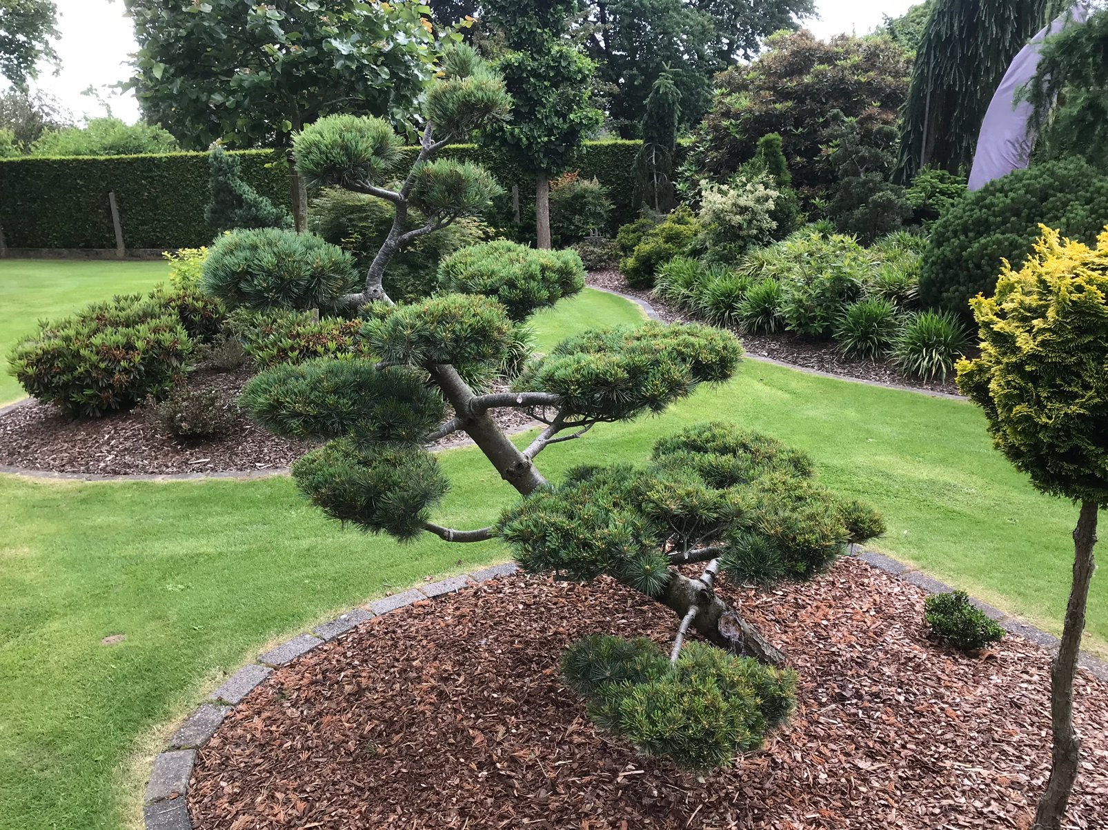 Te koop vormsnoei pinus strobus krugers liliput Niwaki, Tuin en Terras, Ophalen, Vaste plant, Overige soorten, Volle zon