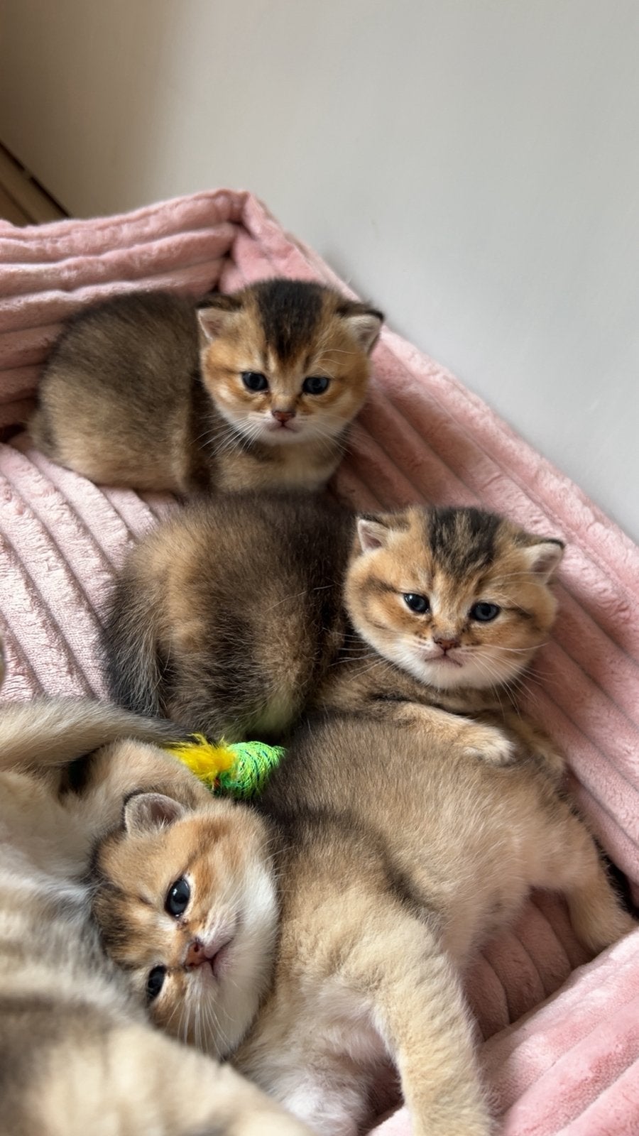 Brits Korthaar kittens ,Te Koop., Meerdere dieren, 0 tot 2 jaar