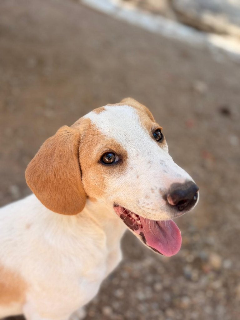 Cha – Een vrolijke avonturier met een hart vol liefde, Dieren en Toebehoren, Honden | Niet-rashonden, Particulier, 8 tot 15 weken