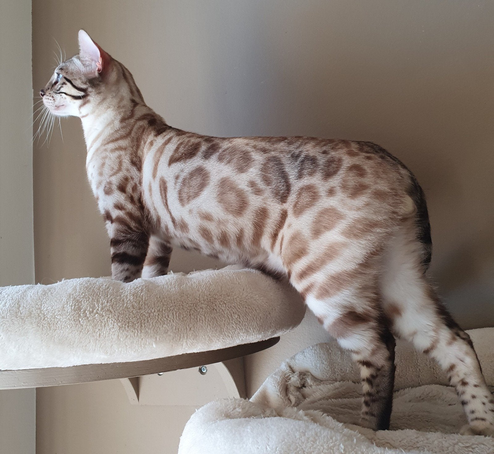 Dekkater Snow bengaal (charcaol dragend) met stamboom, Kater, Met stamboom, 3 tot 5 jaar