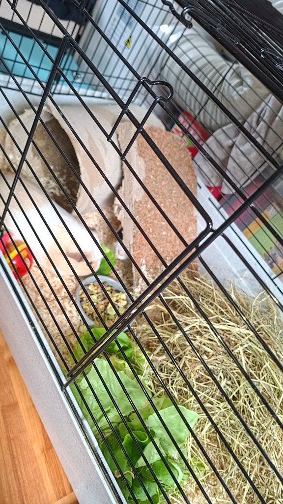 Cavia's te koop, Dieren en Toebehoren, Knaagdieren, Cavia, December, Vrouwelijk, Tam