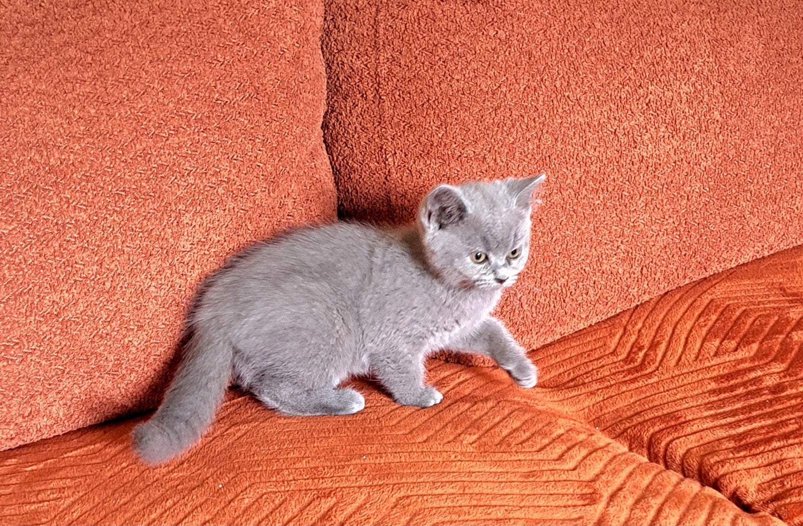 Prachtige Britse Korthaar kittens, Meerdere dieren, Kortharig, 0 tot 2 jaar