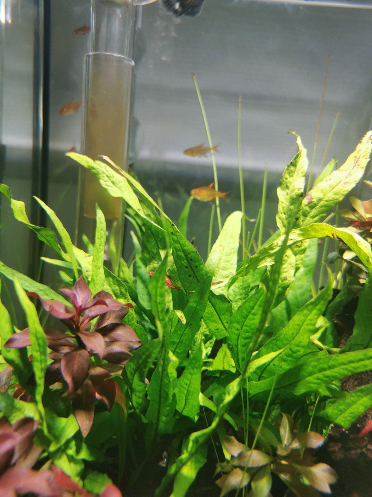 Javavaren stekjes, Dieren en Toebehoren, Vissen | Aquaria en Toebehoren, Ophalen, Plant(en), Steen of Hout