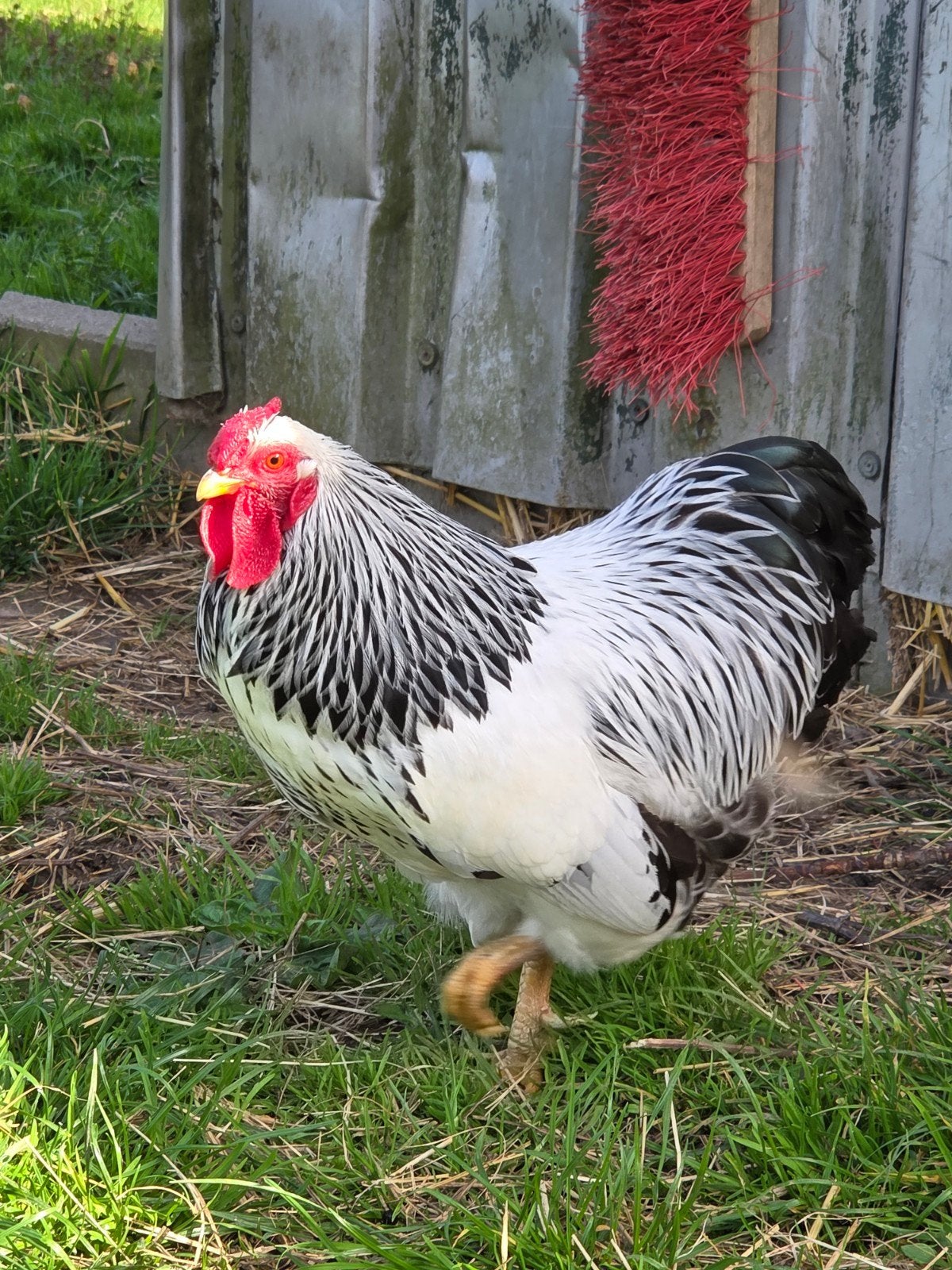 wyandotte kriel haan, Mannelijk, Kip