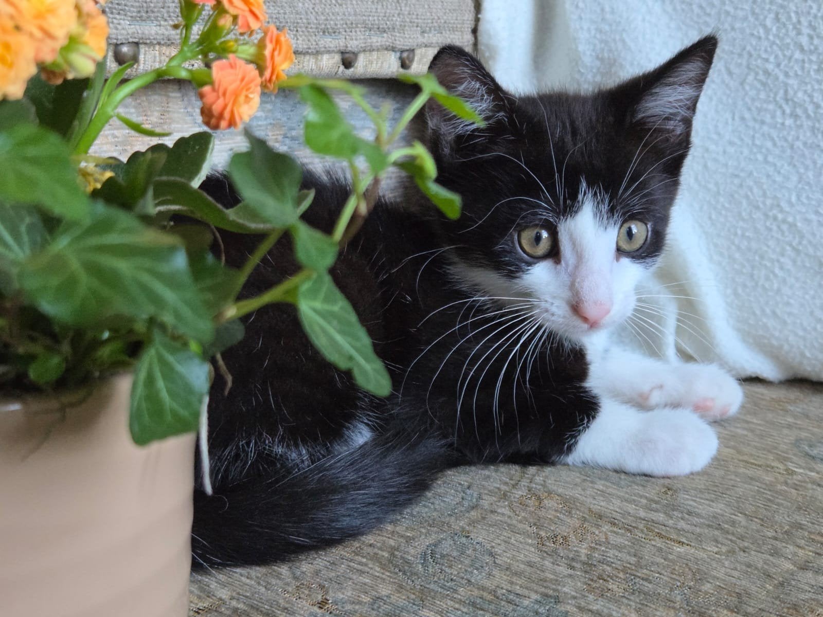 🐾Lieve speelse kitten zwart-wit🐾, Meerdere dieren