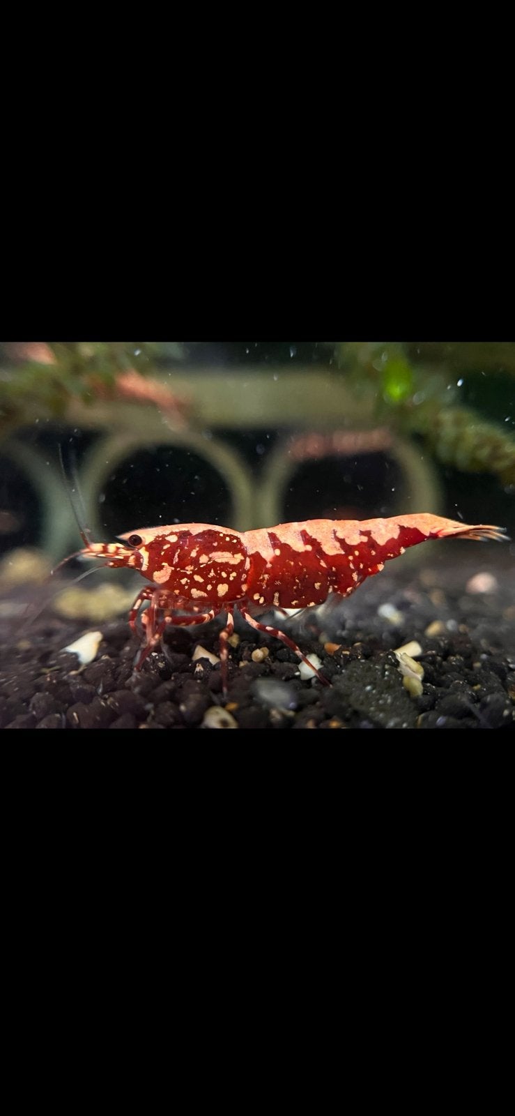 Galaxy Fishbone Snowflake Red garnalen. High grade, Kreeft, Krab of Garnaal