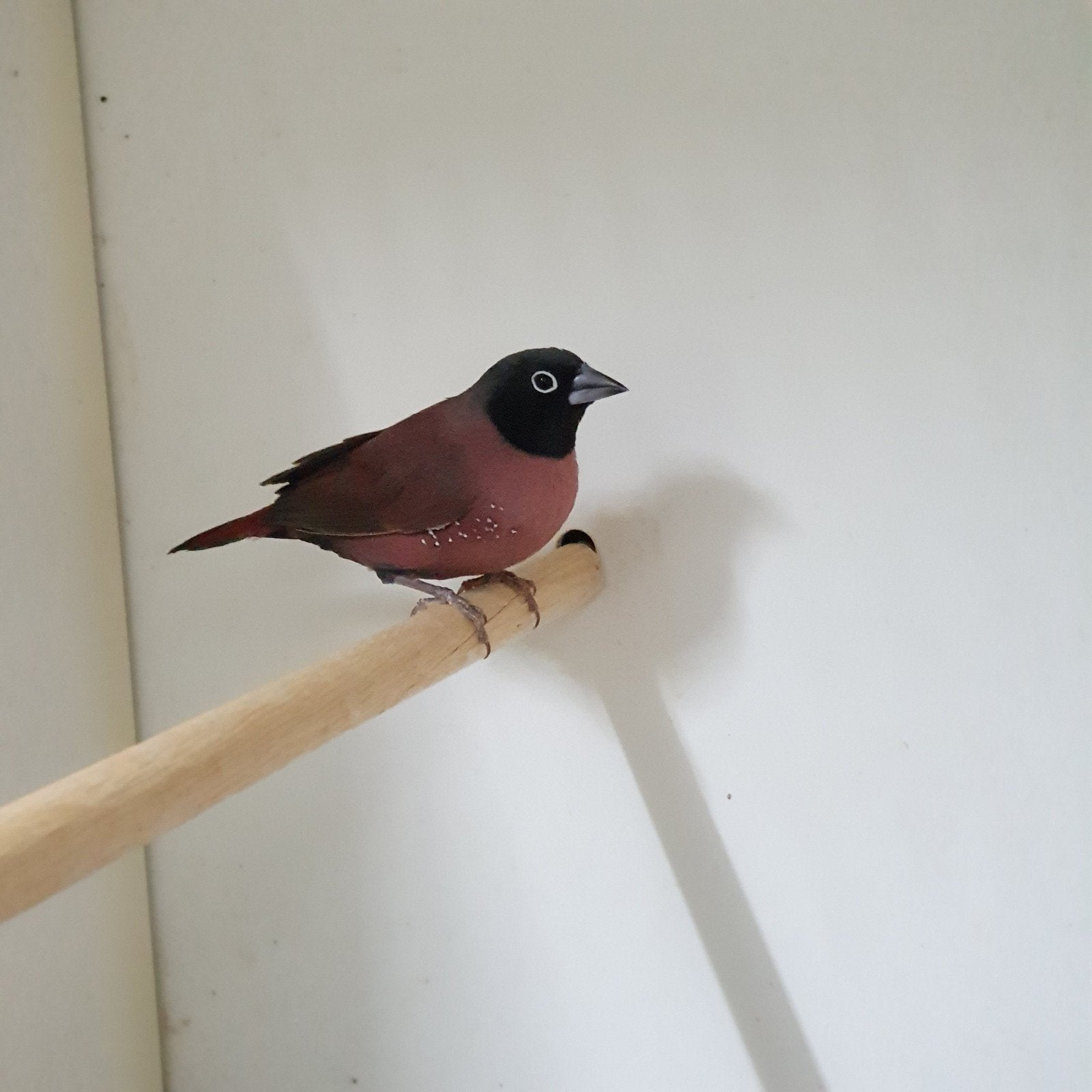 Verschillende mooie soorten vogels, Dieren en Toebehoren, Vogels | Overige Vogels, Meerdere dieren, Tropenvogel