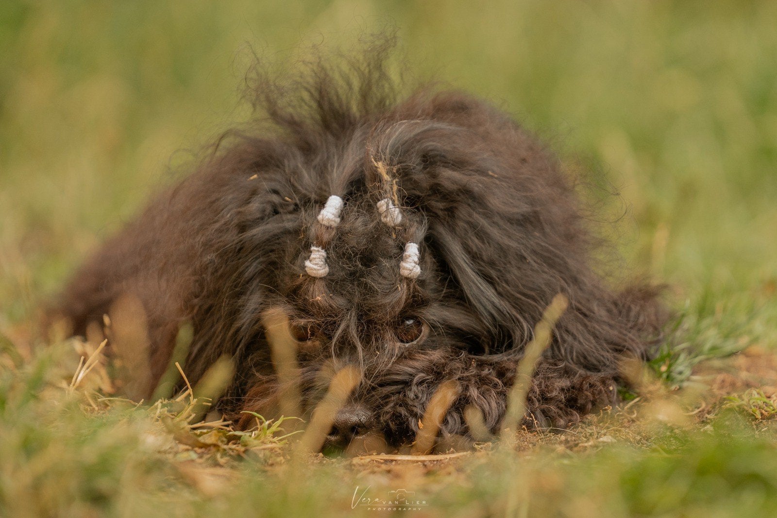 Uitgebreid geteste Boompoo dekreu, Dieren en Toebehoren, Reu, 1 tot 2 jaar, Eén hond, Nederland