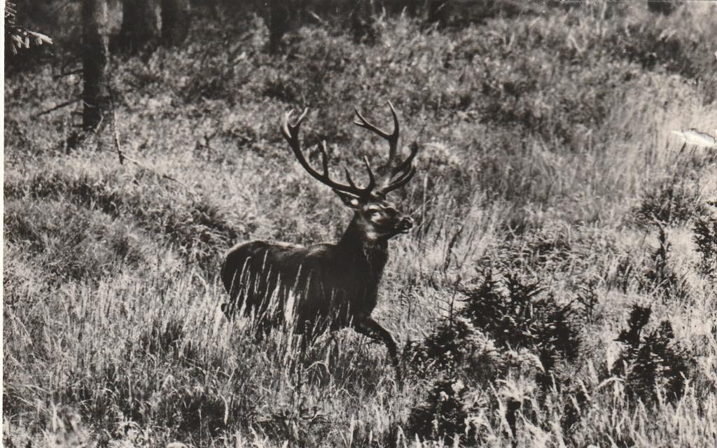 LAAG-SOEREN Vakantiedorp De Jutberg Edelhert, Verzamelen, Ansichtkaarten | Nederland, Gelopen, Gelderland, 1960 tot 1980, Verzenden