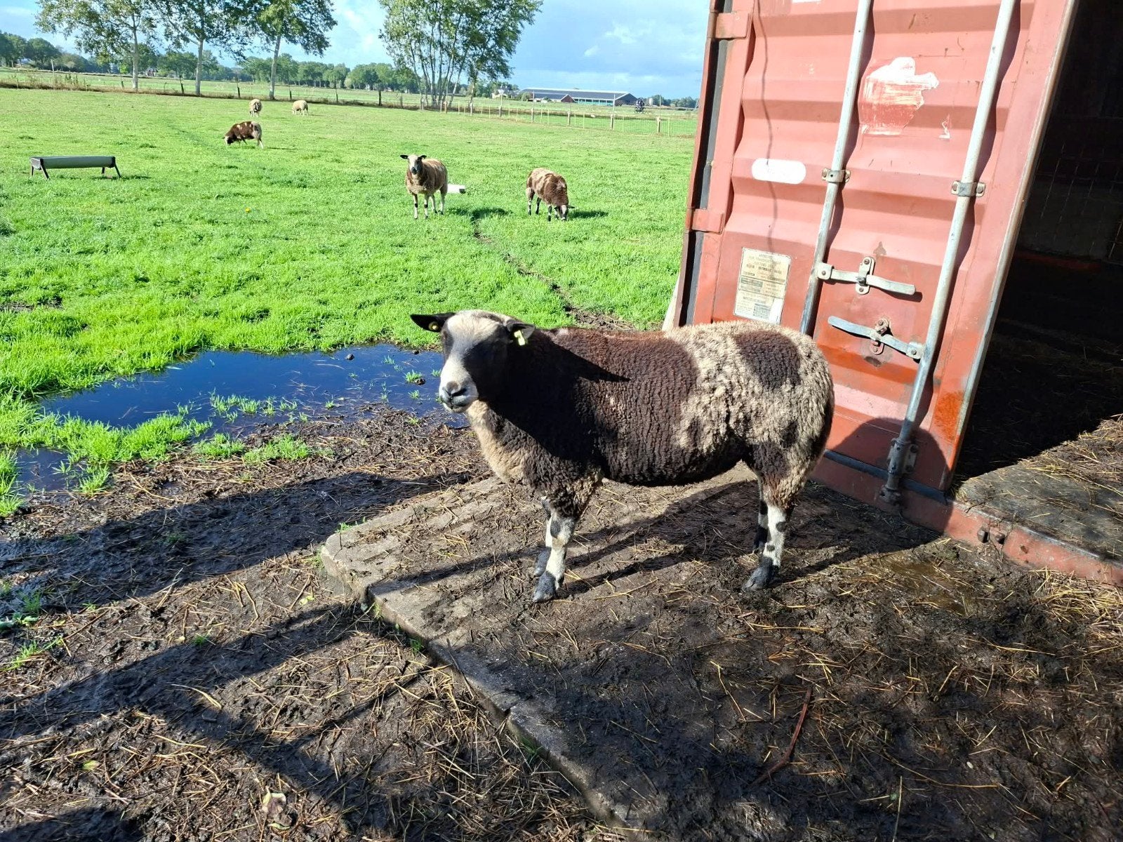 overjarige  bonte dekram, Dieren en Toebehoren, Mannelijk, Schaap, 0 tot 2 jaar