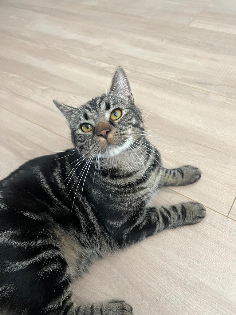 Katje zoekt een rustig gezin, Dieren en Toebehoren, Katten en Kittens | Overige Katten, Kater, Kortharig, 0 tot 2 jaar