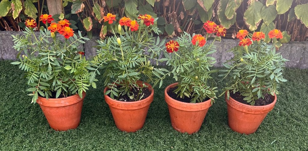 4 stuks Afrikaantjes planten in pot, Volle zon, Eenjarig, Zomer, Ophalen