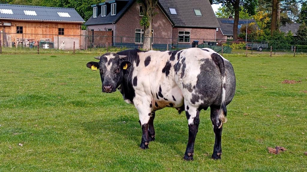 tekoop mooie Dibil Dekstieren, Dieren en Toebehoren, Runderen, Vrouwelijk, 0 tot 2 jaar