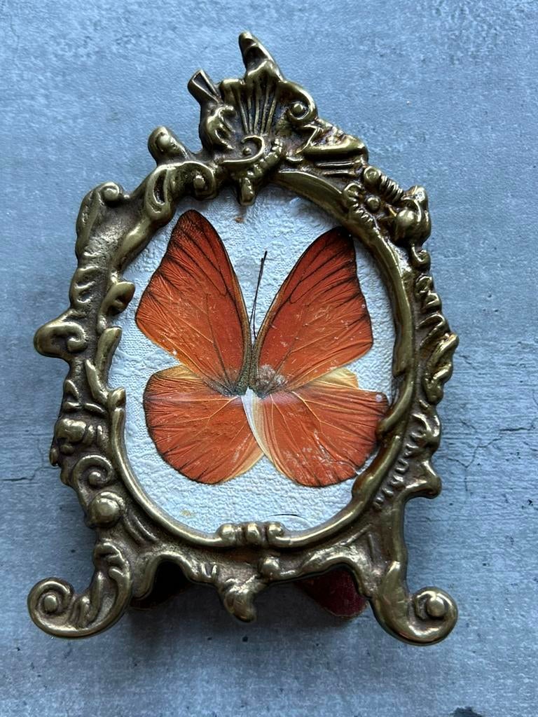 Antiek koperen lijstje met echte vlinder, 11 x 7 cm, Ophalen of Verzenden