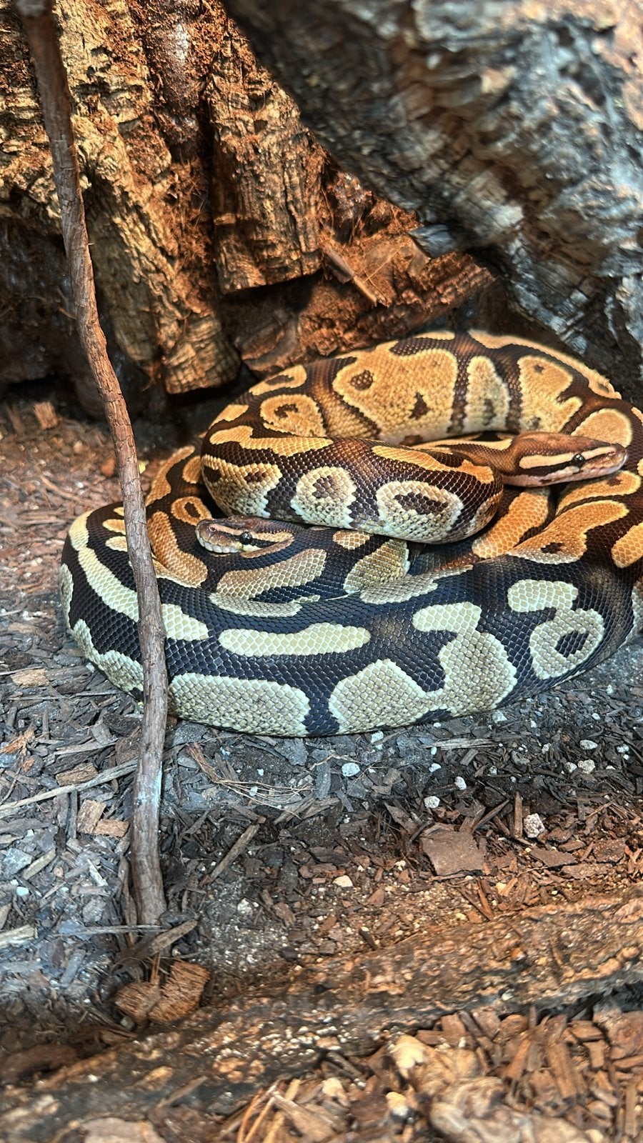 Python regius - Koningspython Ball Python photo 5